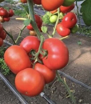 Семена томата Реслер F1, п.е. 1 тыс. семян (Seminis)