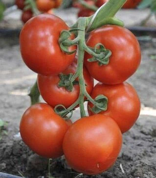 Насіння томату Беллавіза F1, п.о. 1 тис. насінин (Rijk Zwaan)