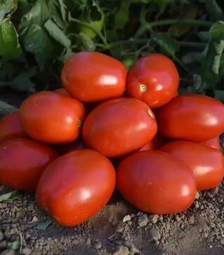 Семена томата Оливенза F1, п.е. 5 тыс. семян (Clause)