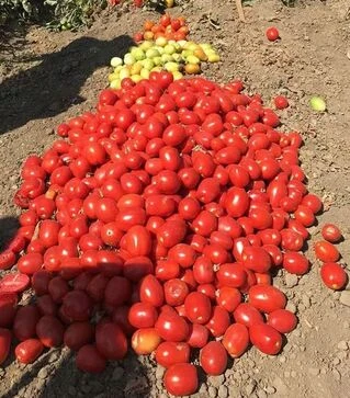 Семена томата Оливенза F1, п.е. 5 тыс. семян (Clause)