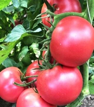 Насіння томату Пінк Мун F1, п.о. 250 насінин (Sakata)