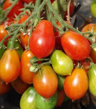 Семена томата Радана, 1 кг (Moravoseed)