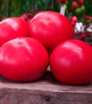 Семена томата Макан F1, п.е. 1 тыс. семян (Clause)