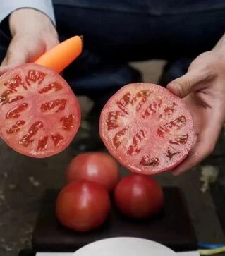 Насіння томату Мануса F1, п.о. 1 тис. насінин (Rijk Zwaan)