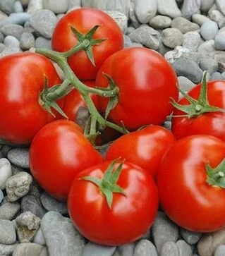 Семена томата Приос F1, п.е. 500 семян (Ergon)