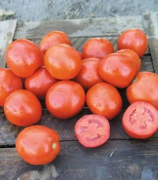 Семена томата Вулкан F1, п.е. 25 тыс. семян (Nunhems)