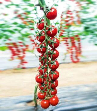 Семена томата Миноприо F1, п.е. 250 семян (Clause)