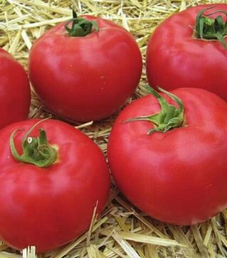 Семена томата Афен F1, п.е. 250 семян (Clause)