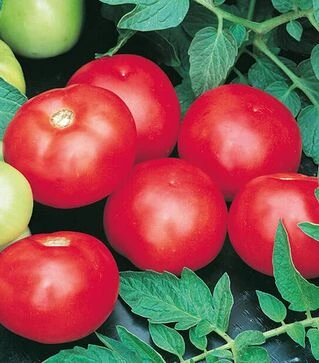 Семена томата Топкапи F1, п.е. 1 тыс. семян (Hazera)