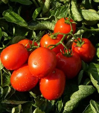 Семена томата Тревис F1, п.е. 1 тыс. семян (Hazera)