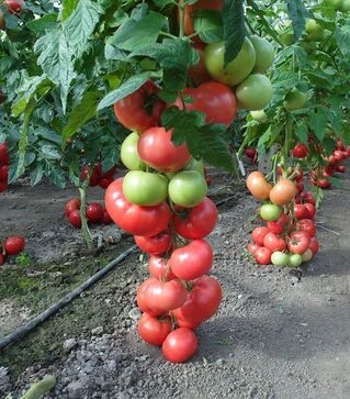 Семена томата Пинк Делайт F1, п.е. 500 семян (Ergon)