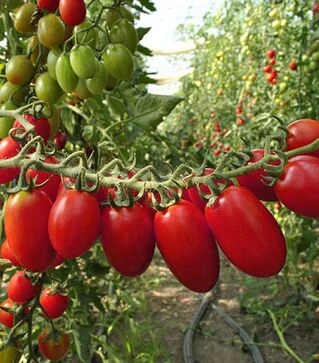 Семена томата Тути Фрути F1, п.е. 250 семян (Clause)