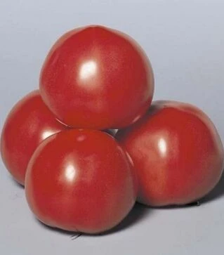 Насіння томату Пінк Парадайз F1, п.о. 500 насінин (Sakata)