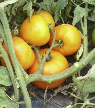 Семена томата Мир Сан F1, п.е. 2500 семян (Spark Seeds)