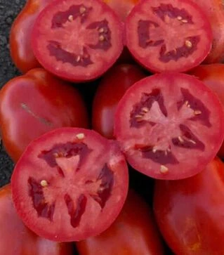 Насіння томату 9985 F1, п.о. 5 тис. насінин (Spark Seeds)