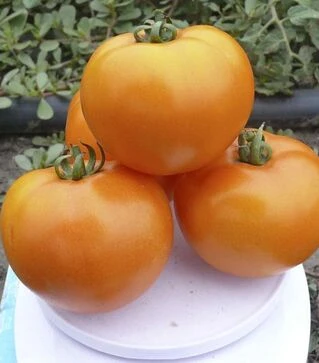 Семена томата Солидо F1, п.е. 2500 семян (Spark Seeds)