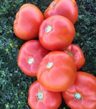 Семена томата 1801 F1, п.е. 5 тыс. семян (Spark Seeds)