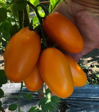 Насіння томату Ремембе F1, п.о. 1 тис. насінин (Spark Seeds)