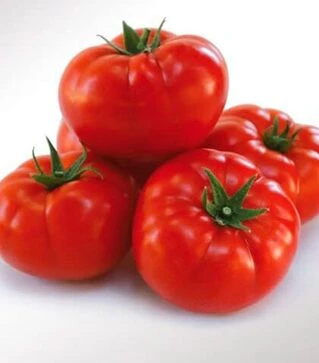 Семена томата 1503 F1, п.е. 5 тыс. семян (Spark Seeds)