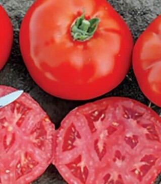 Насіння томату 1504 F1, п.о. 5 тис. насінин (Spark Seeds)