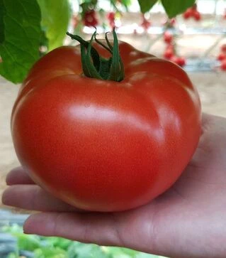 Насіння томату Сігнора F1, п.о. 1 тис. насінин (Esasem)