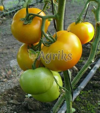 Семена томата Йеллоу Болл F1, п.е. 1 тыс. семян (Spark Seeds)