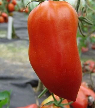 Насіння томату Хуго, 1 кг (Moravoseed)