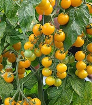 Насіння томату Стар Голд F1, п.о. 500 насінин (Esasem)