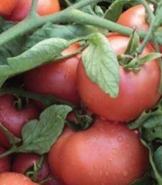 Семена томата Пинк Свитнес F1, п.е. 2500 семян (Lark Seeds)