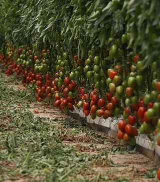 Насіння томату Ельза F1, п.о. 1 тис. насінин (Spark Seeds)