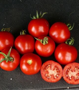 Семена томата Шаста F1, п.е. 10 тыс. семян (Lark Seeds)