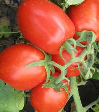 Семена томата 8504 F1, п.е. 5 тыс. семян (Heinz)