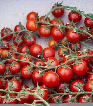 Насіння томату Мінопріо F1, п.о. 1 тис. насінин (Clause)