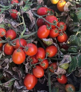 Семена томата 5108 F1, п.е. 5 тыс. семян (Heinz)