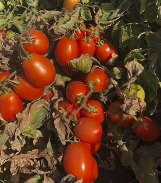 Семена томата 5108 F1, п.е. 5 тыс. семян (Heinz)