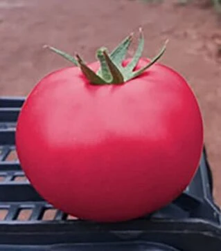 Насіння томату Пінк Крістал F1, п.о. 1 тис. насінин (Clause)