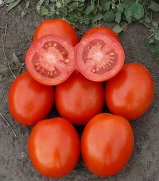 Семена томата 1807 F1, п.е. 100 тыс. семян (Spark Seeds)