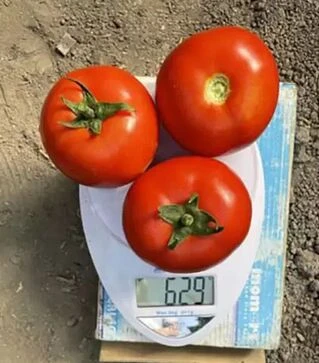 Насіння томату F155 F1, п.о. 1 тис. насінин (Spark Seeds)