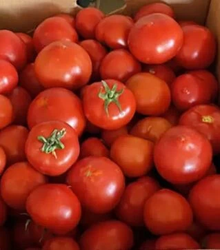 Насіння томату F155 F1, п.о. 1 тис. насінин (Spark Seeds)