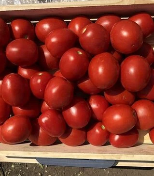 Насіння томату 9969 F1, п.о. 100 тис. насінин (Spark Seeds)