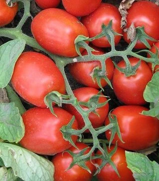 Семена томата 3402 F1, п.е. 100 тыс. семян (Heinz)