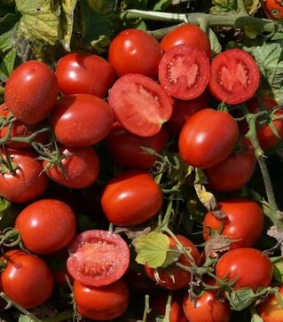 Семена томата 1015 F1, п.е. 100 тыс. семян (Heinz)