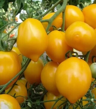 Насіння томату Цитрина, 1 кг (Moravoseed)