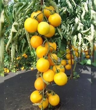 Насіння томату Ромус, 1 кг (Moravoseed)