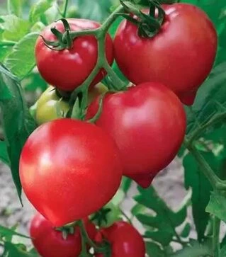 Насіння томату Примадонна F1, 10 г (Ніцcса)