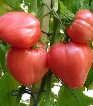 Семена томата Бычье сердце, 100 г (Коуэлл)