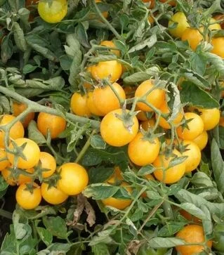 Насіння томату Мініголд, 100 г (Semo)