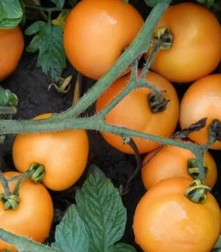 Насіння томату Оранж, 100 г (Semo)