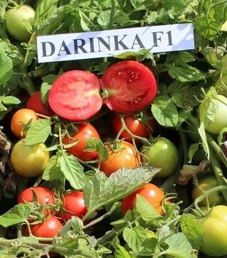 Семена томата Даша F1, 20 г (Semo)