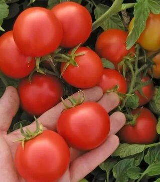 Насіння томату Марьянка F1, 20 г (Semo)